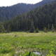 A bog in British Columbia where the research was conducted.